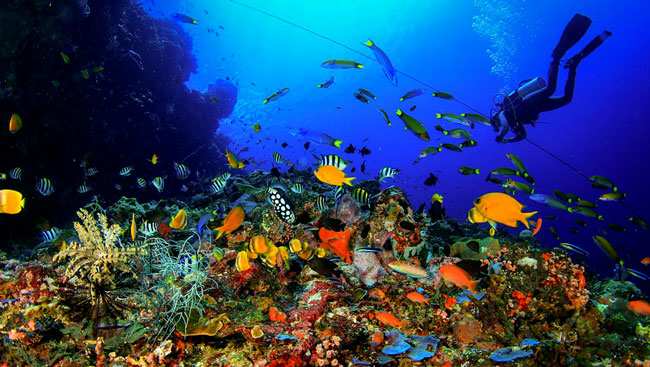 Astonishing diving sites in Indonesia