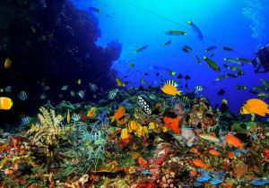 Astonishing diving sites in Indonesia