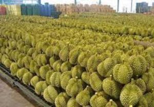 China Remains Top Destination Of Malaysia’s Durian Exports 