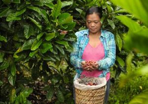 ADB, ECOM Sign $100 Million Social Loan to Enhance Climate Resilience of Coffee Value Chain in Asia Pacific